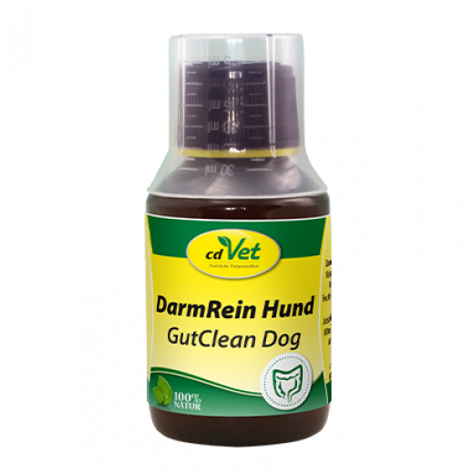 DarmRein Hund